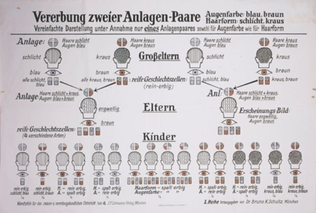 A eugenics chart entitled  -A eugenics chart entitled Hereditary traits passed down from two mates-